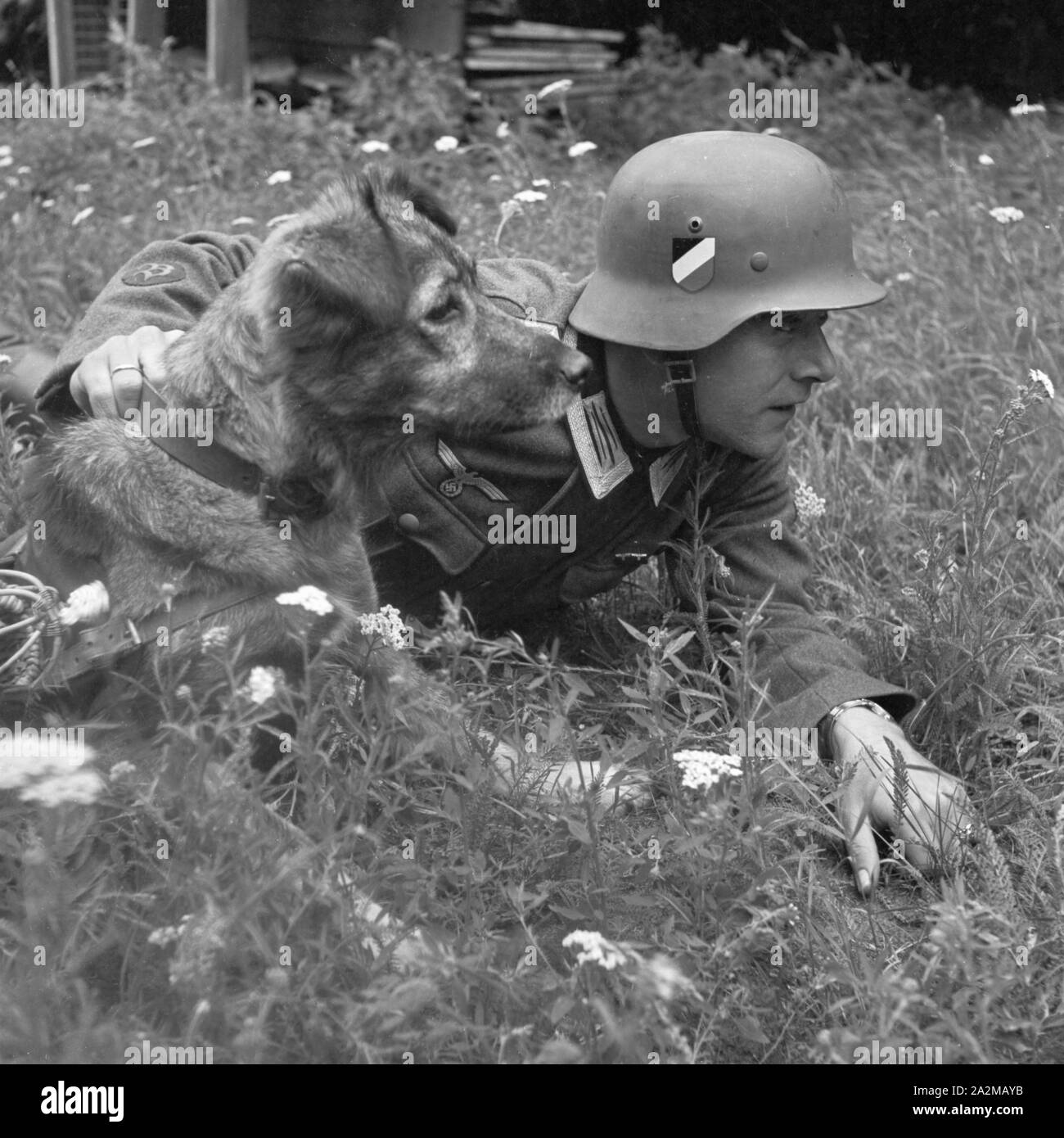 Original-Bildunterschrift: Zwei gute Kameraden: Senta lernt unter der kundigen Hand des Feldwebels das Vorgehen im Gelände sowie das Gehorchen auf bestimmte Befehle, Deutschland 1940er Jahre. Two good comrades: Senta learning from its sergeant how to move to the frontline and obeying to specific orders, Germany 1940s. Stock Photo