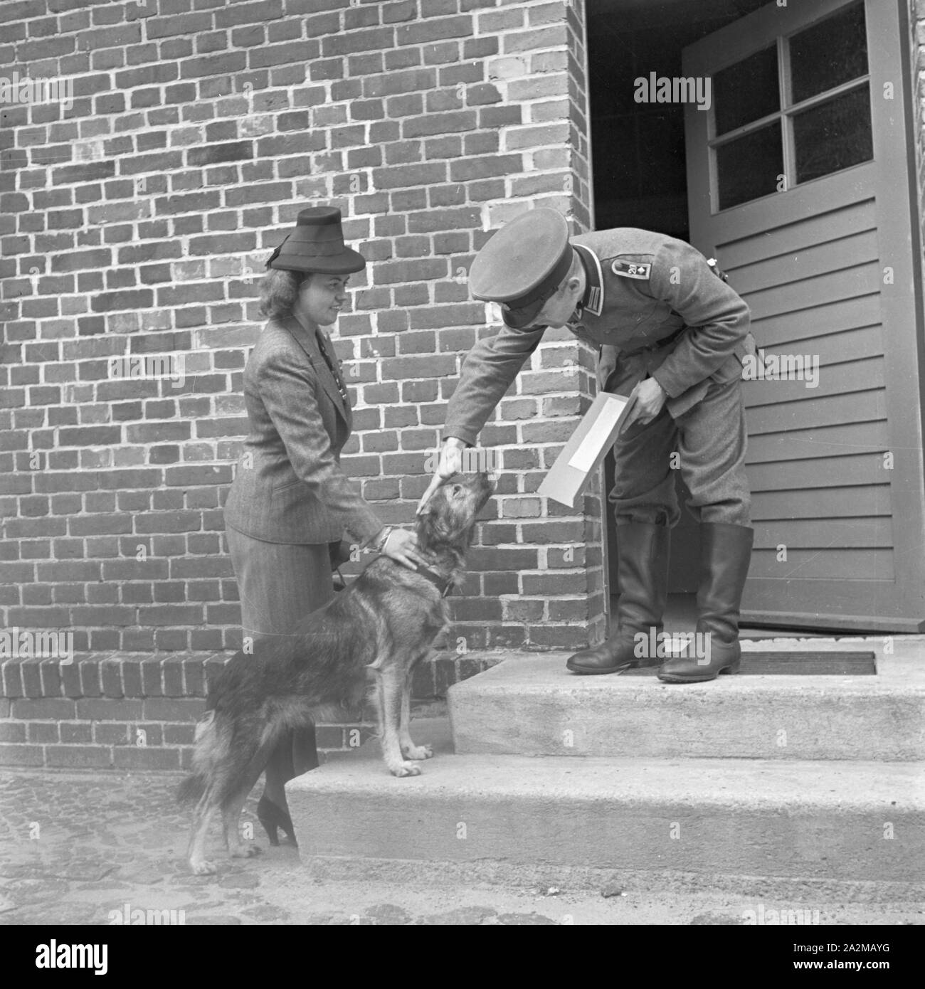 Original-Bildunterschrift: der Feldwebel, der Senta in empfang nimmt, ist ein großer Tierfreund und so ist es nicht zu schwer, das Frauchen zu verlassen, Deutschland 1940er Jahre. The sergeant who takes Senta, is a pet lover so it is much easier to leave it with the military, Germany 1940s. Stock Photo