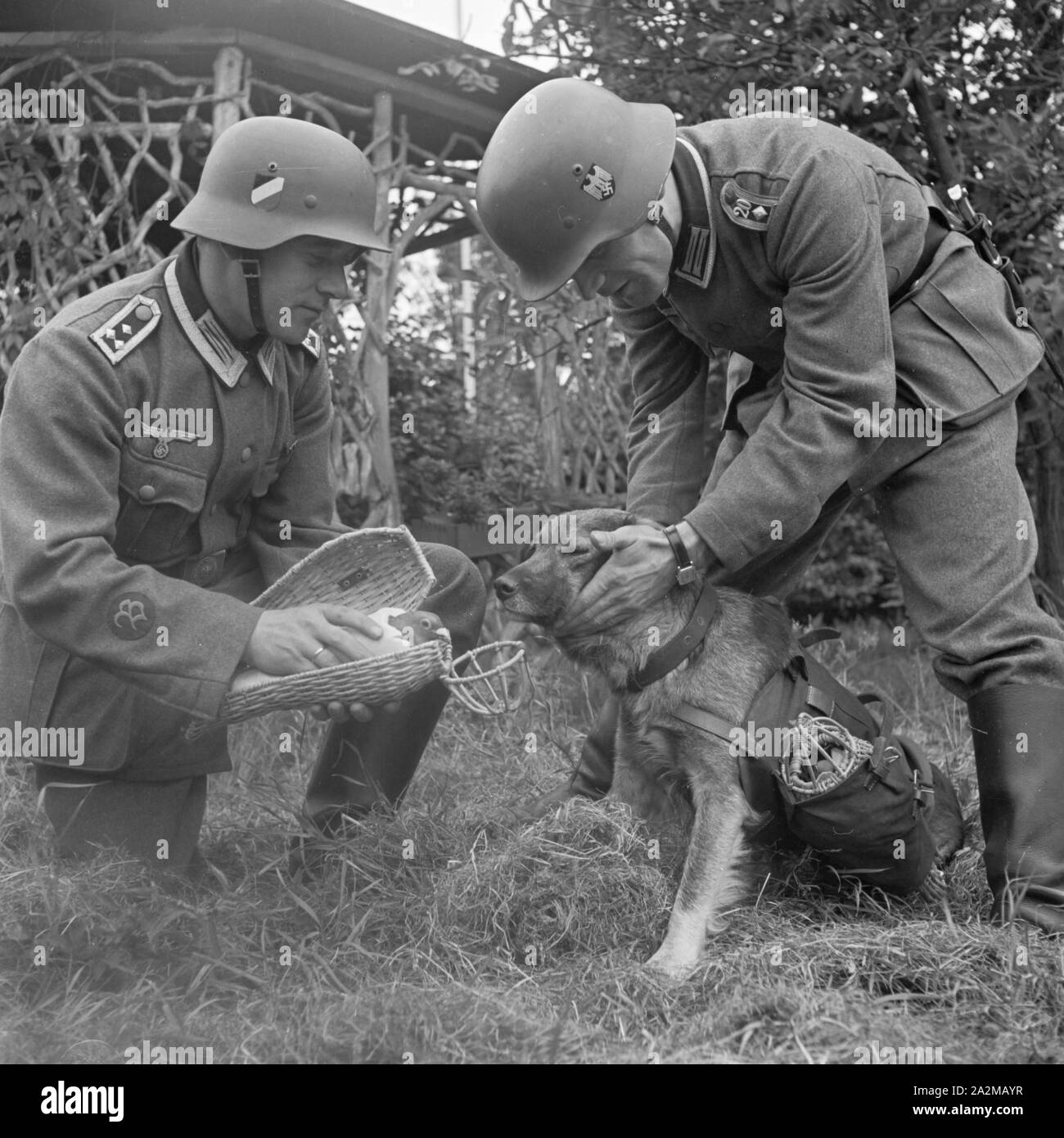 Original-Bildunterschrift: für den Meldehund ist die Brieftaube 'tabu'. Er muss lernen, die Taube nicht als Jagdobjekt zu betrachten sondern als etwas Unantastbares. Mit der Zeit bekommt er eine gewisse Scheu, Deutschland 1940er Jahre. The dog learning to see the carrier pigeon not as a swag, Germany 1940s. Stock Photo