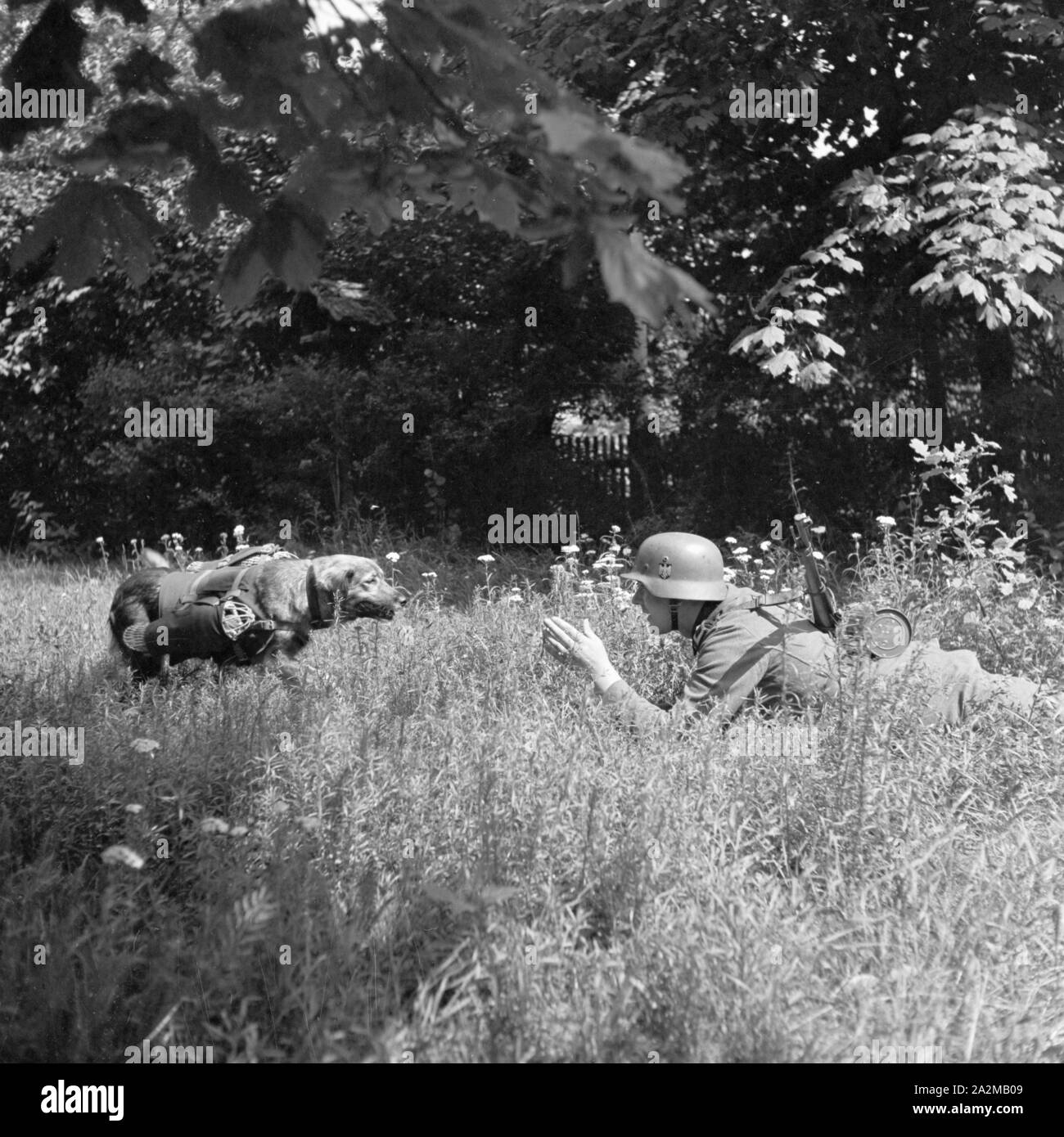 Original-Bildunterschrift: Brieftauben-Hund Senta, der gute Kamerad des Nachrichtensoldaten, Deutschland 1940er Jahre. Carrier pigeon transporting dog Senta, best comrade of a signal corps soldier, Germany 1940s. Stock Photo