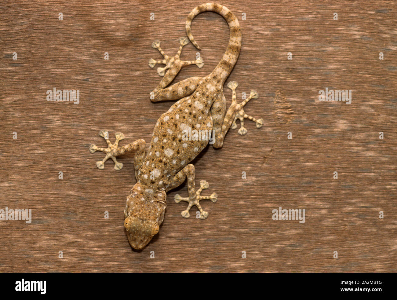 Sinai fan-fingered gecko (Ptyodactylus guttatus) מניפנית מצויה Stock Photo