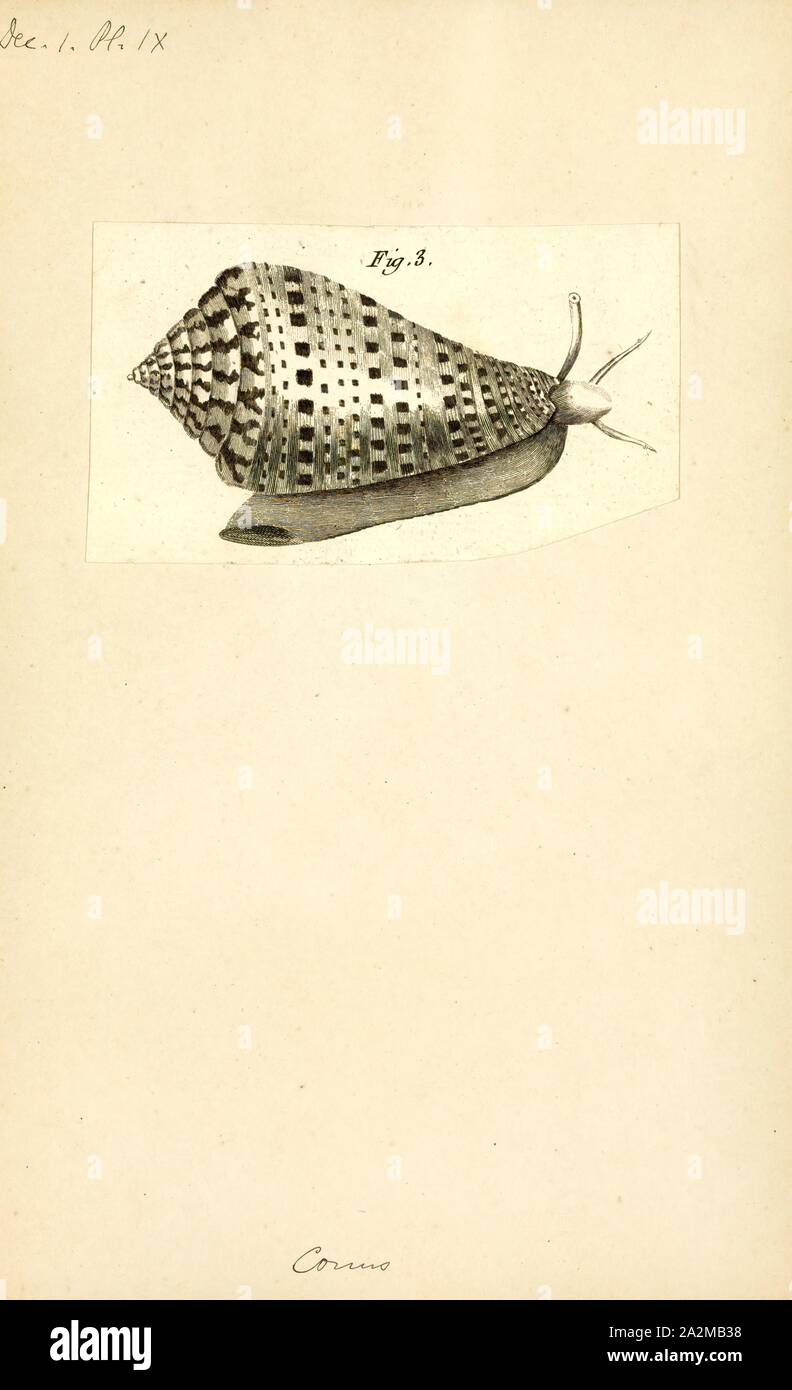 Accepted genera hires stock photography and images Alamy