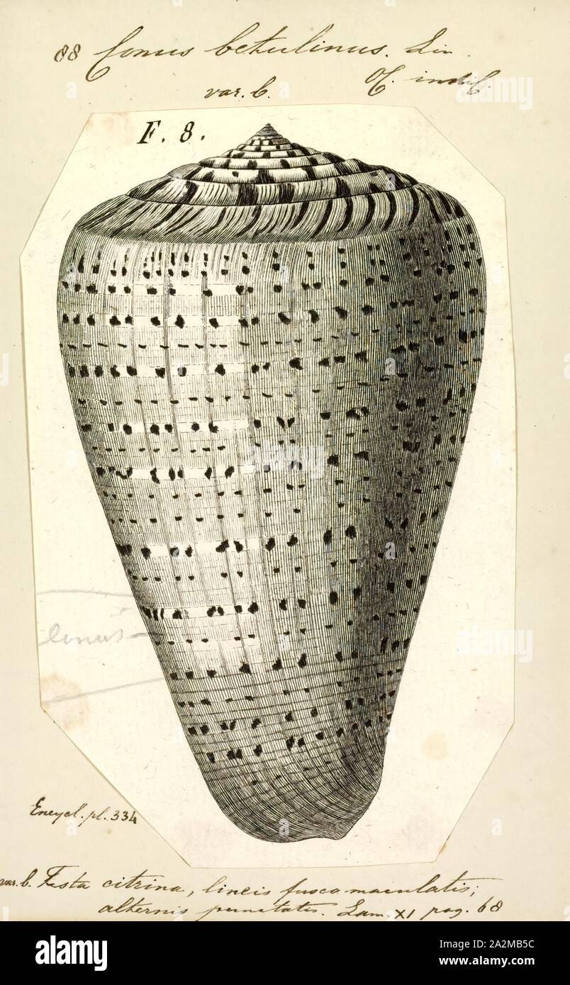 Conus betulinus, Print, Conus betulinus, common name the betuline cone ...