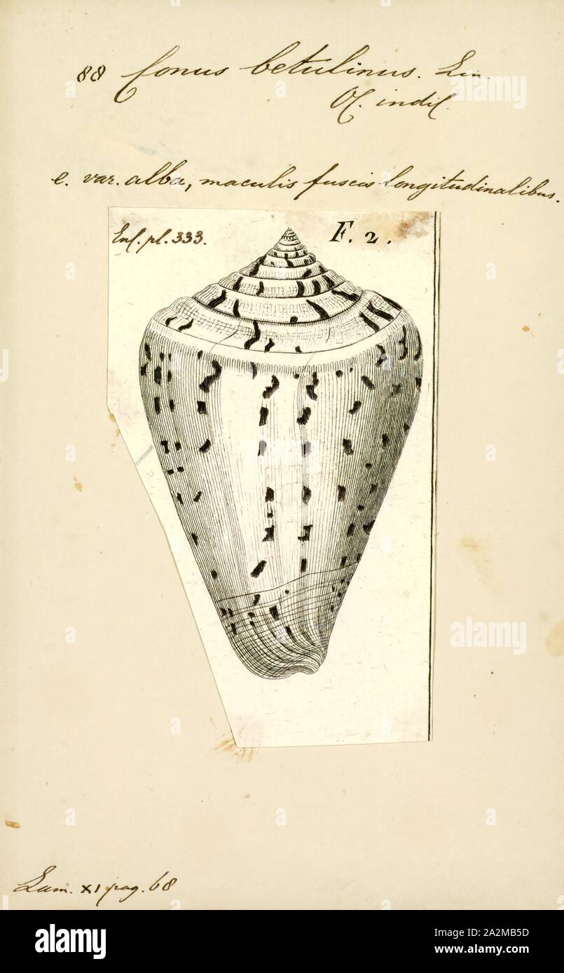 Conus betulinus, Print, Conus betulinus, common name the betuline cone ...