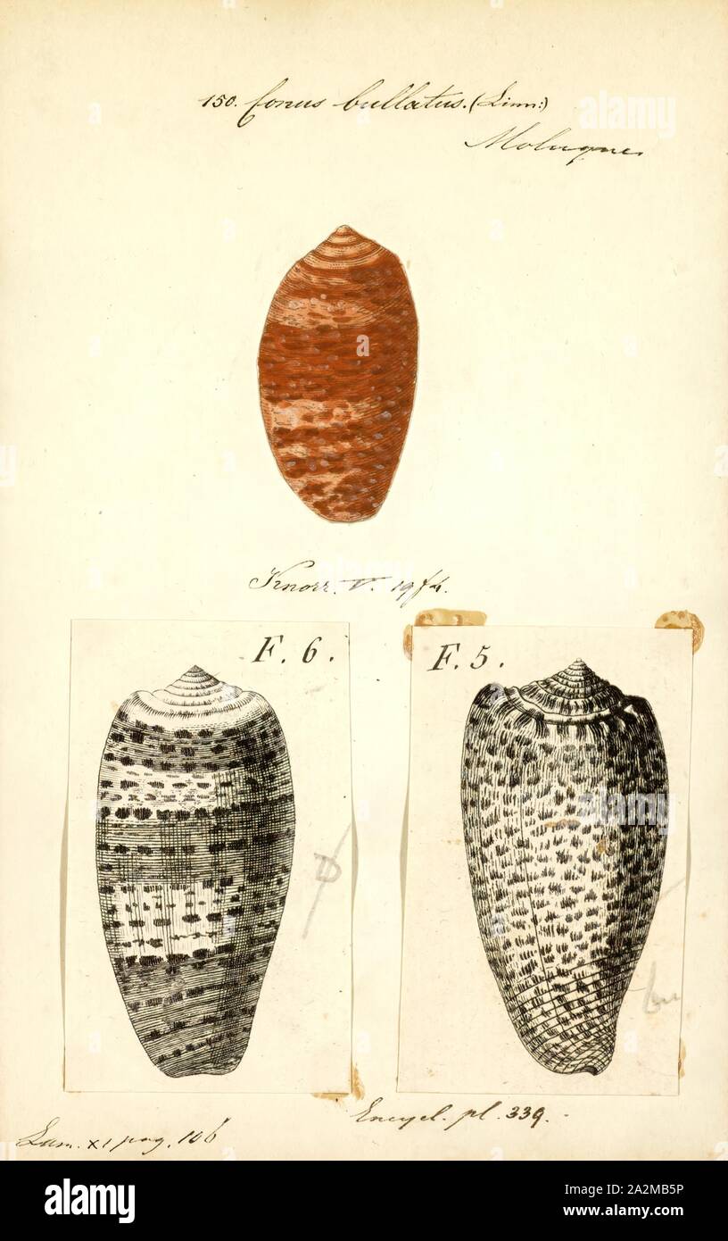 Conus bullatus, Print, Conus bullatus, common name the bubble cone, is ...