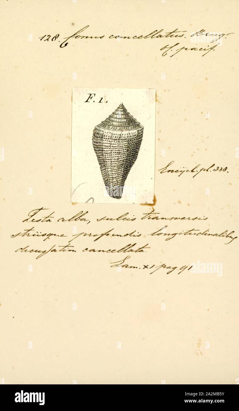 Conus cancellatus, Print, Conus cancellatus, common name the cancellate cone, is a species of sea snail, a marine gastropod mollusk in the family Conidae, the cone snails and their allies Stock Photo