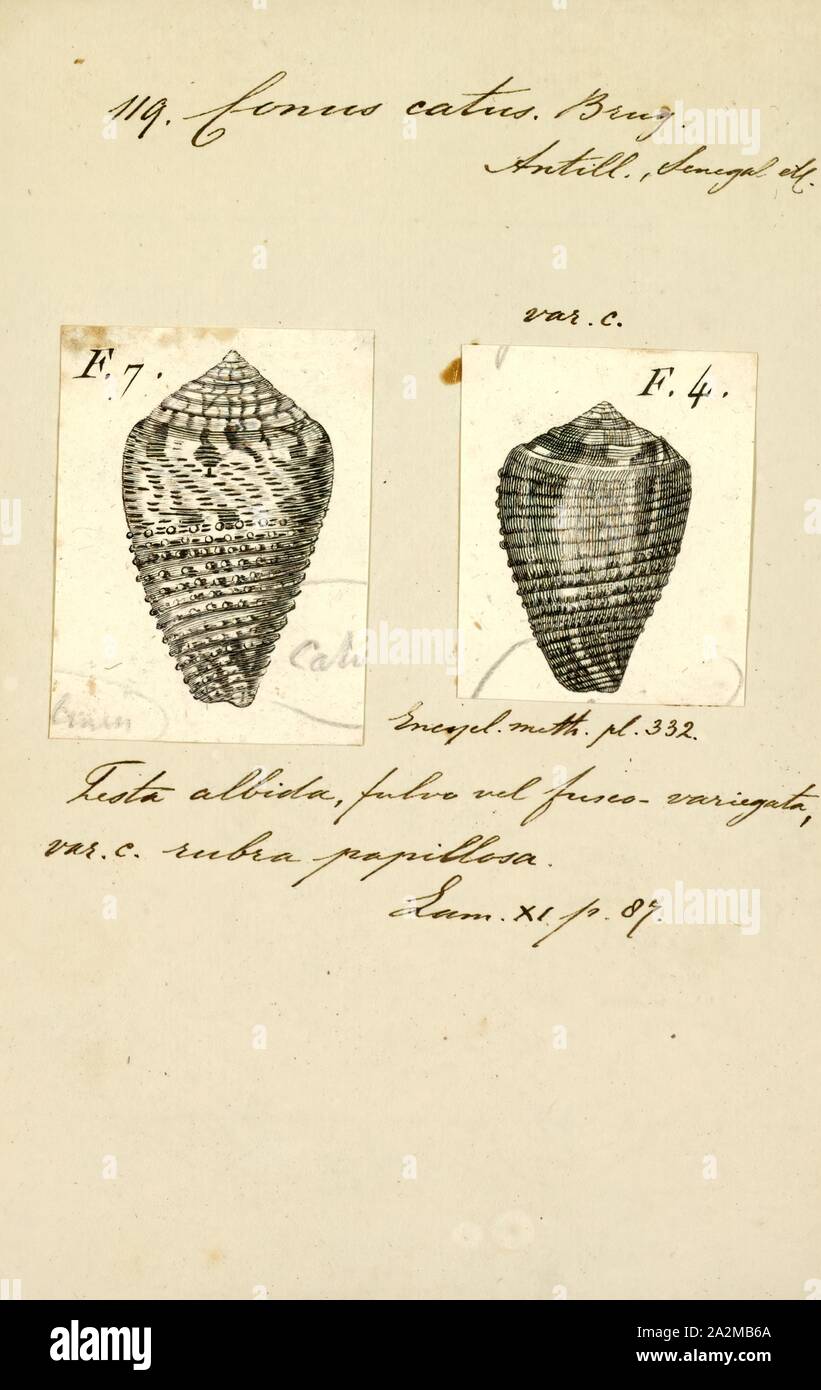 Conus catus, Print, Conus catus, common name the cat cone, is a species