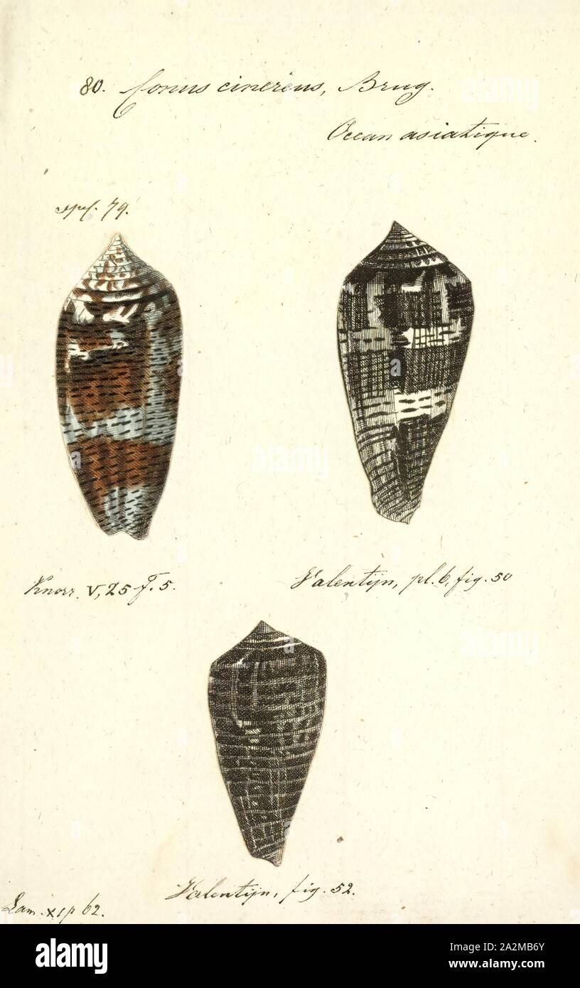 Conus cinereus, Print, Conus cinereus, common name the sunburnt cone ...