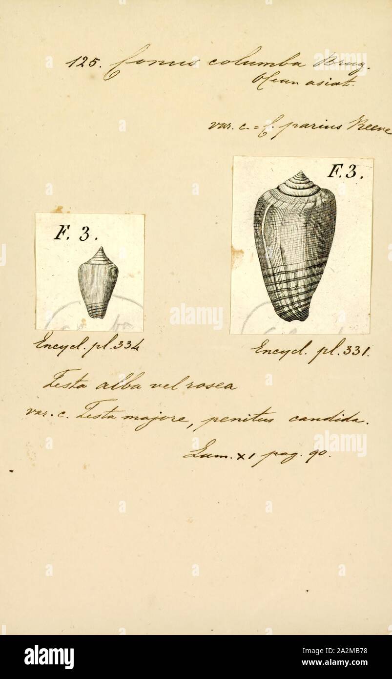 Conus columba, Print, Fossil Conus pelagicus from the Pliocene of Cyprus. Conus is a genus of predatory sea snails, or cone snails, marine gastropod mollusks in the family Conidae. Prior to 2009, cone snail species had all traditionally been grouped into the single genus Conus. However, Conus is now more precisely defined, and there are several other accepted genera of cone snails. For a list of the currently accepted genera, see Conidae Stock Photo