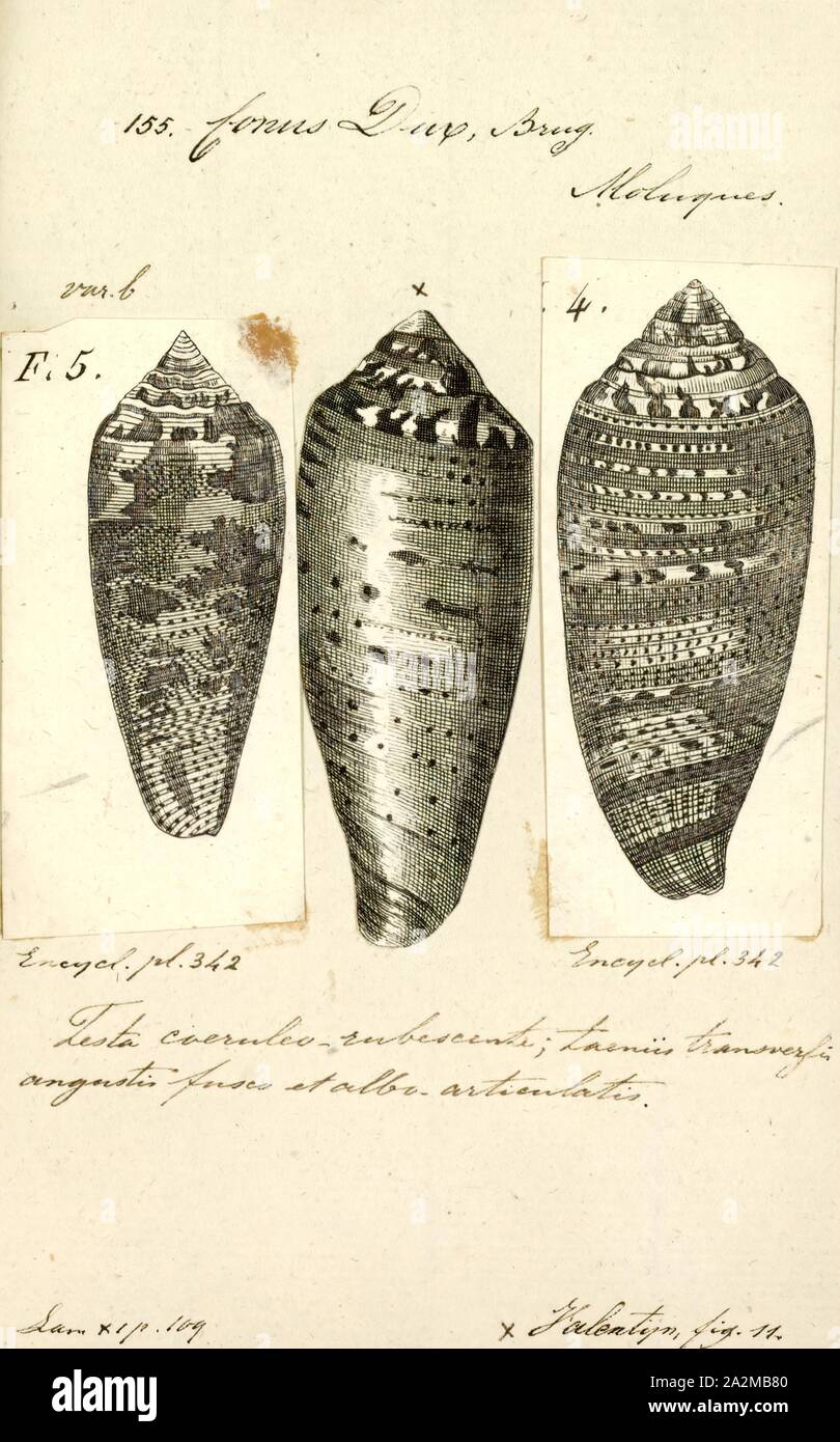 Conus dux, Print, Fossil Conus pelagicus from the Pliocene of Cyprus. Conus is a genus of predatory sea snails, or cone snails, marine gastropod mollusks in the family Conidae. Prior to 2009, cone snail species had all traditionally been grouped into the single genus Conus. However, Conus is now more precisely defined, and there are several other accepted genera of cone snails. For a list of the currently accepted genera, see Conidae Stock Photo