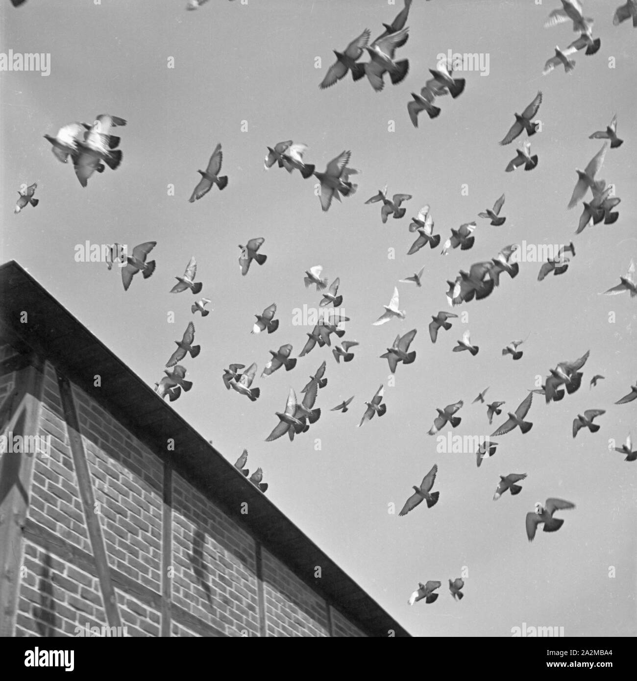 Original-Bildunterschrift: übern den Dächern der Lehranstalt für Heeresbrieftauben kreisen unentwegt Schwärme von Tauben, die hier erzogenund behütet werden, Deutschland 1940er Jahr. Swarm of carrier pigeons over the military animal obedience school, Germany 1940s. Stock Photo