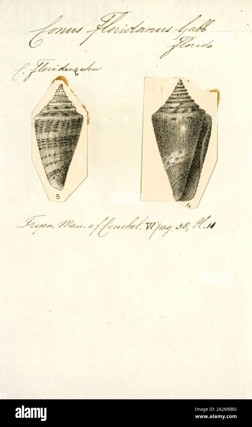 Conus floridanus, Print, Fossil Conus pelagicus from the Pliocene of Cyprus. Conus is a genus of predatory sea snails, or cone snails, marine gastropod mollusks in the family Conidae. Prior to 2009, cone snail species had all traditionally been grouped into the single genus Conus. However, Conus is now more precisely defined, and there are several other accepted genera of cone snails. For a list of the currently accepted genera, see Conidae Stock Photo