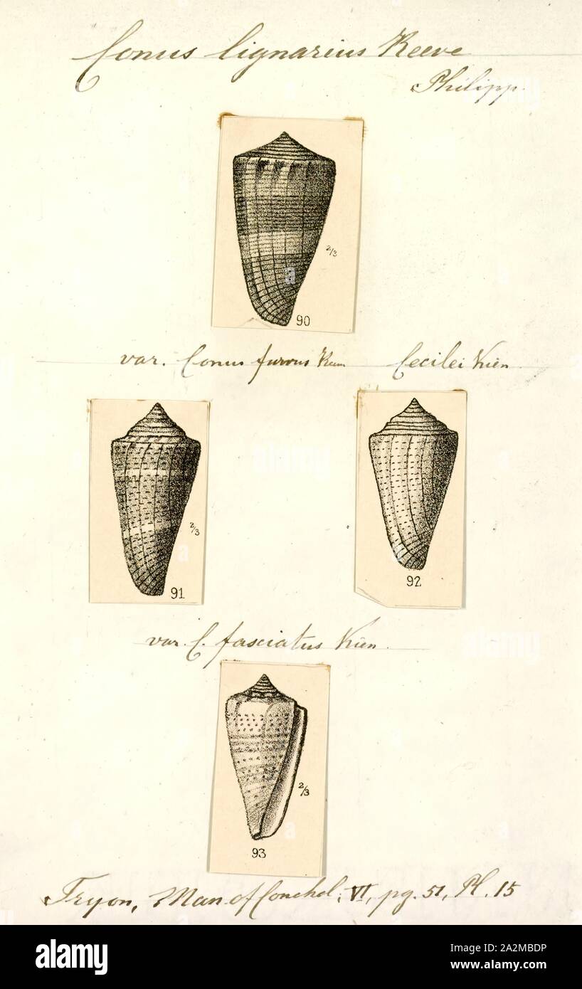 Conus lignarius hi-res stock photography and images - Alamy