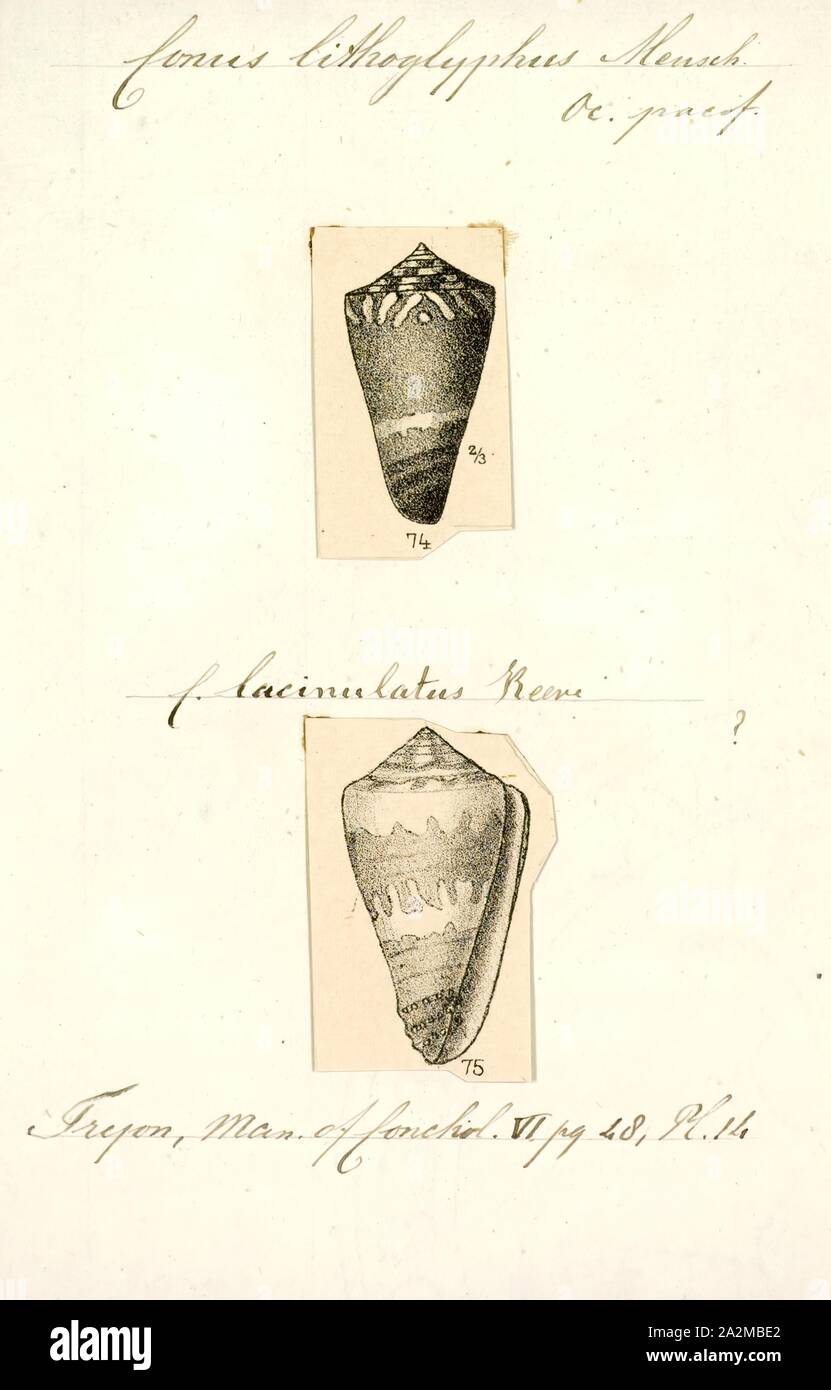 Conus lithoglyphus, Print, Fossil Conus pelagicus from the Pliocene of Cyprus. Conus is a genus of predatory sea snails, or cone snails, marine gastropod mollusks in the family Conidae. Prior to 2009, cone snail species had all traditionally been grouped into the single genus Conus. However, Conus is now more precisely defined, and there are several other accepted genera of cone snails. For a list of the currently accepted genera, see Conidae Stock Photo