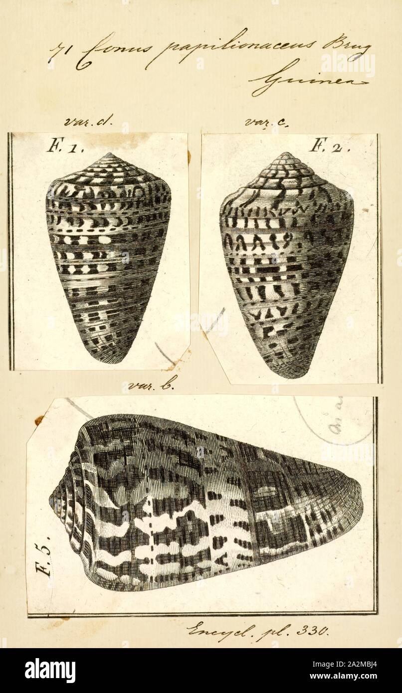 Conus papilionaceus, Print, Fossil Conus pelagicus from the Pliocene of Cyprus. Conus is a genus of predatory sea snails, or cone snails, marine gastropod mollusks in the family Conidae. Prior to 2009, cone snail species had all traditionally been grouped into the single genus Conus. However, Conus is now more precisely defined, and there are several other accepted genera of cone snails. For a list of the currently accepted genera, see Conidae Stock Photo