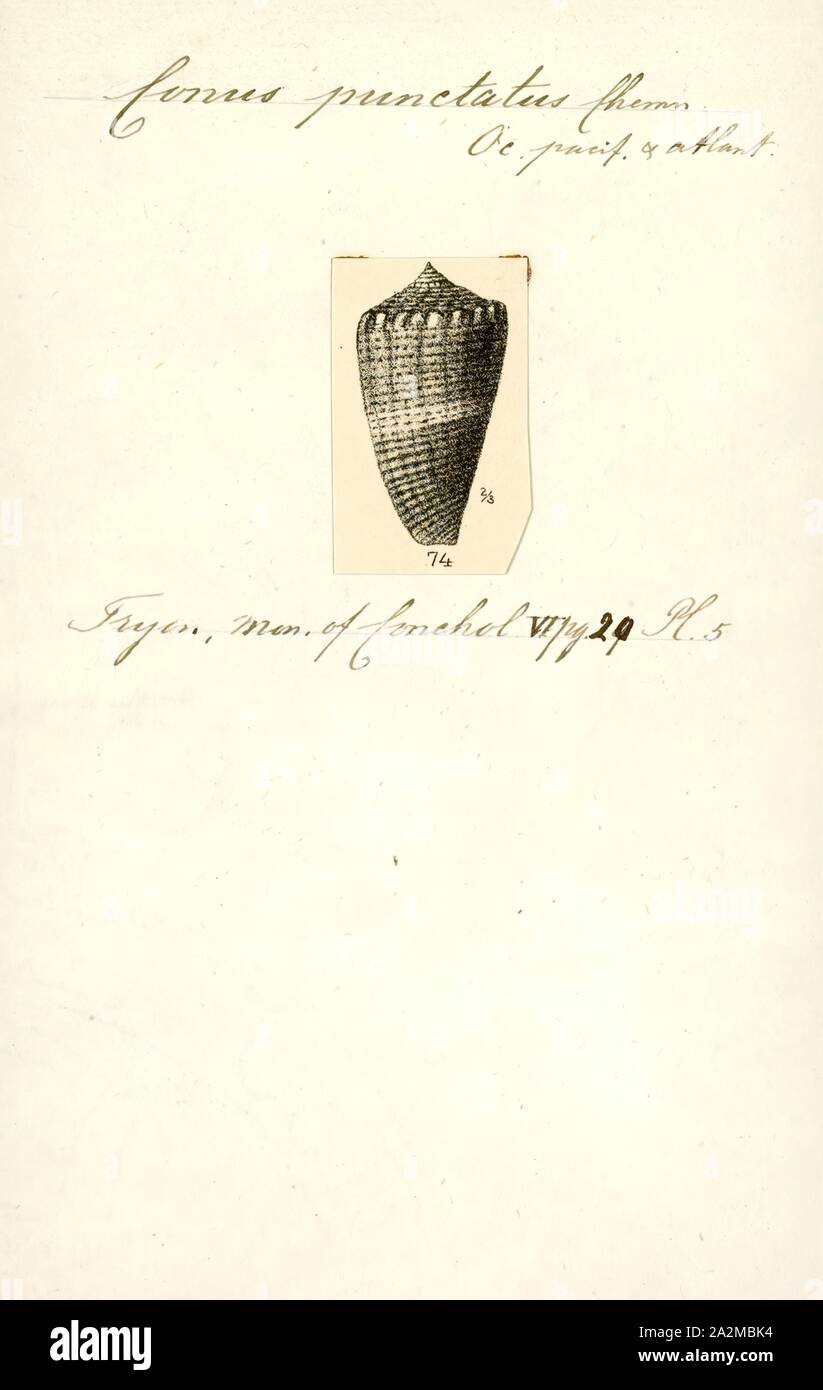 Conus punctatus, Print, Fossil Conus pelagicus from the Pliocene of Cyprus. Conus is a genus of predatory sea snails, or cone snails, marine gastropod mollusks in the family Conidae. Prior to 2009, cone snail species had all traditionally been grouped into the single genus Conus. However, Conus is now more precisely defined, and there are several other accepted genera of cone snails. For a list of the currently accepted genera, see Conidae Stock Photo