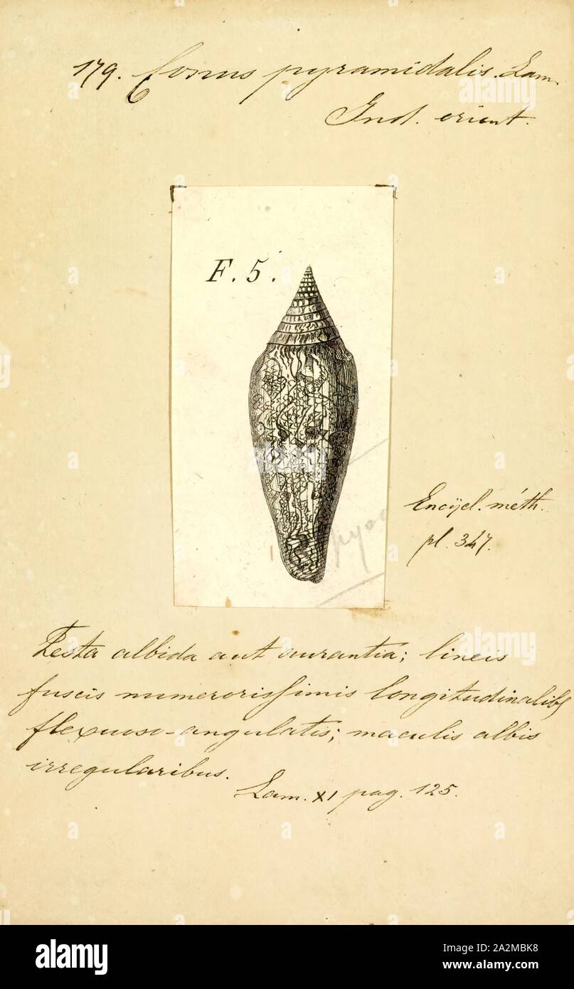 Conus pyramidalis, Print Stock Photo