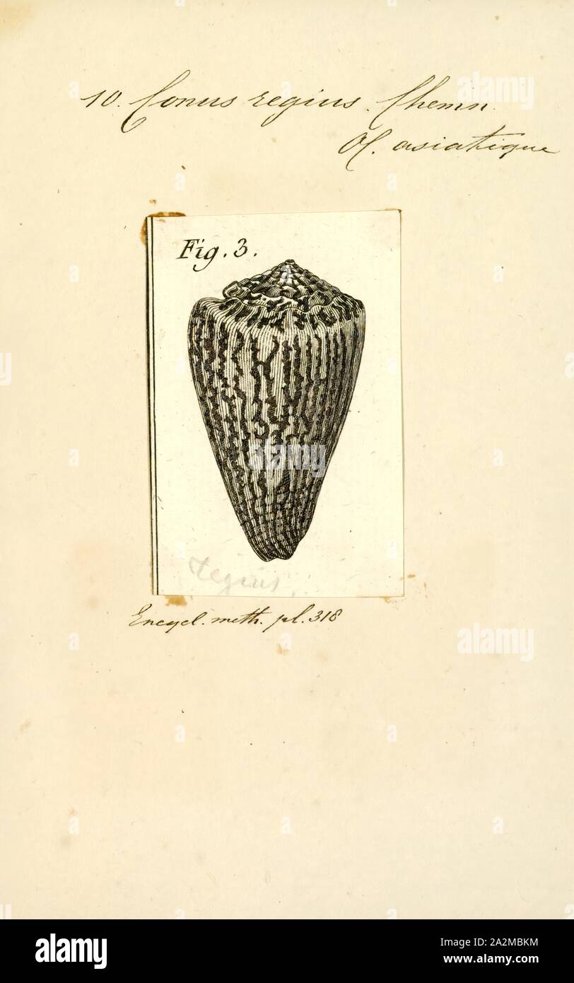 Conus regius, Print, Conus regius, common name the 'crown cone Stock Photo