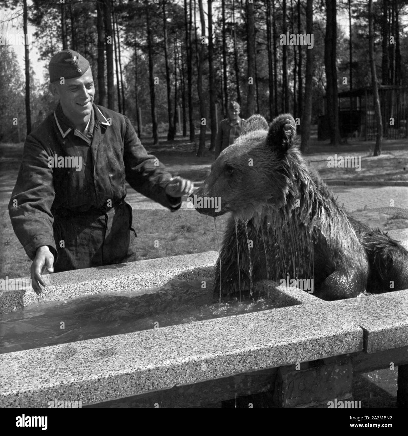 Original-Bildunterschrift: Freizeit - er verbringt lustige Stunden mit der Pflege des Kompanie-Bären, Deutschland 1940er Jahre. Free time - he spends a lot of funny hours with the company bear, Germany 1940s. Stock Photo