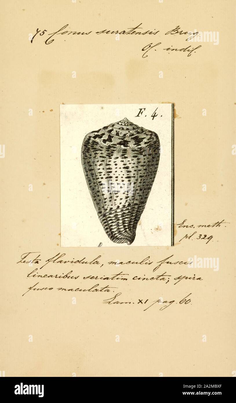 Conus suratensis, Print, Conus suratensis, common name the Surat cone, is a species of sea snail, a marine gastropod mollusk in the family Conidae, the cone snails and their allies Stock Photo