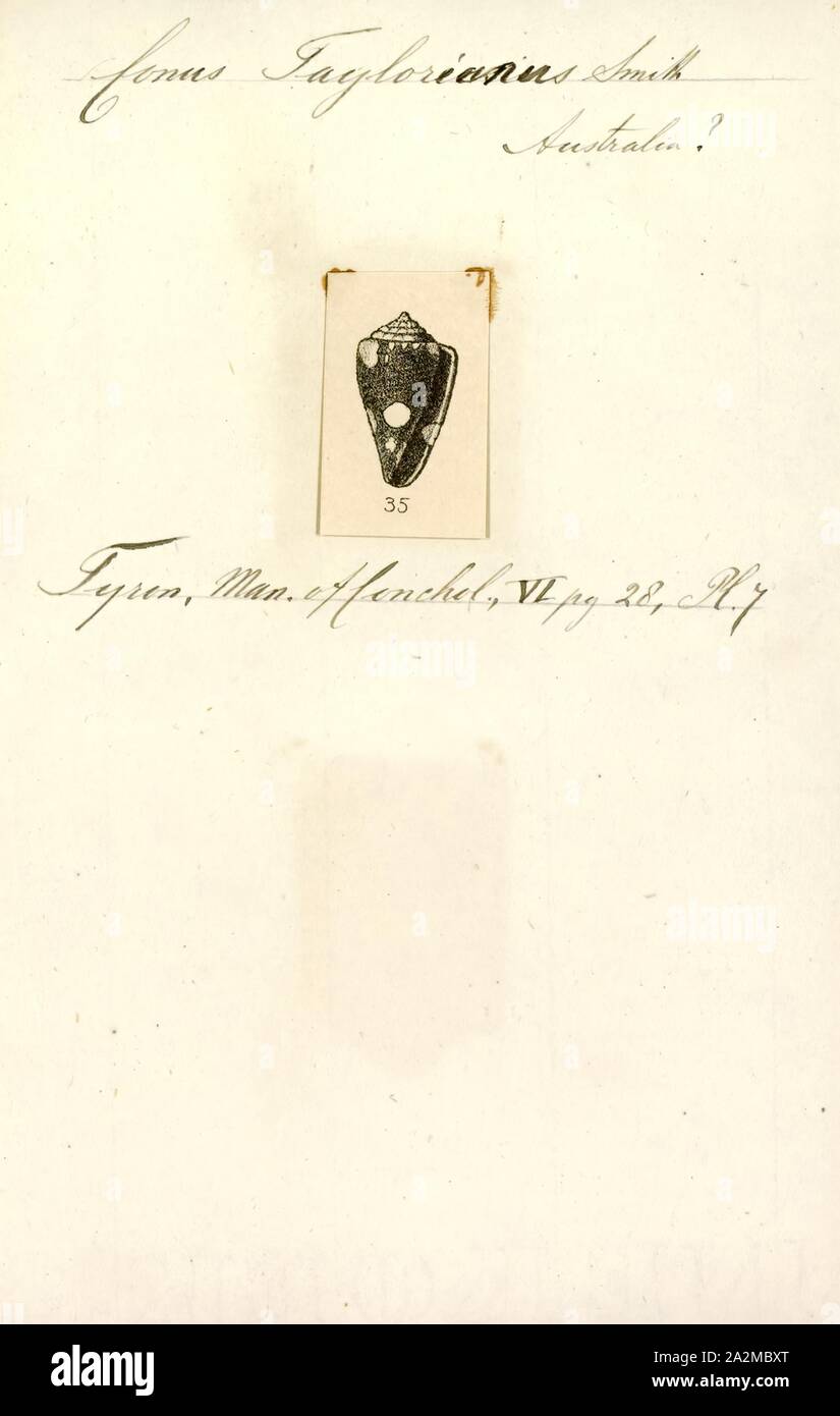 Conus taylorianus, Print Stock Photo