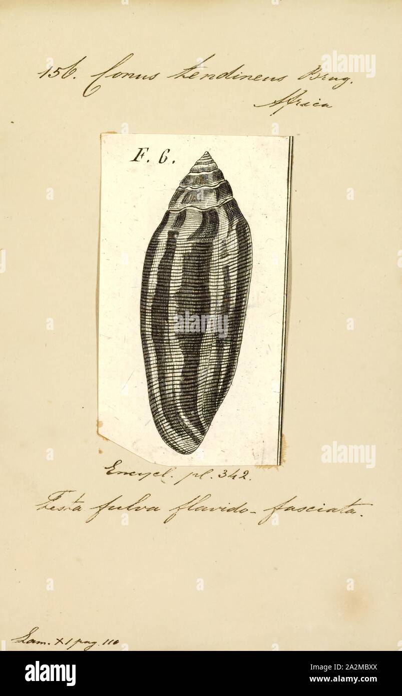 Conus tendineus, Print Stock Photo