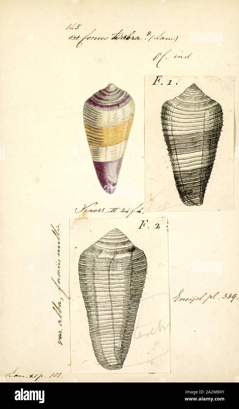 Conus terebra, Print, Conus terebra is a species of sea snail, a marine gastropod mollusk in the family Conidae, the cone snails and their allies Stock Photo