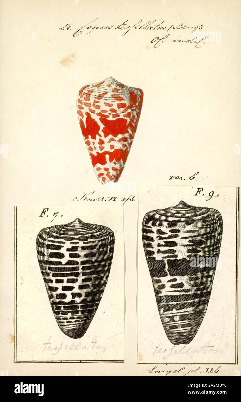 Conus tessellatus, Print, Fossil Conus pelagicus from the Pliocene of Cyprus. Conus is a genus of predatory sea snails, or cone snails, marine gastropod mollusks in the family Conidae. Prior to 2009, cone snail species had all traditionally been grouped into the single genus Conus. However, Conus is now more precisely defined, and there are several other accepted genera of cone snails. For a list of the currently accepted genera, see Conidae Stock Photo