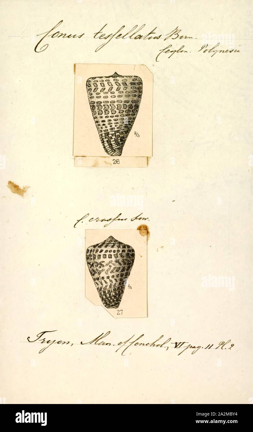 Conus tessellatus, Print, Fossil Conus pelagicus from the Pliocene of Cyprus. Conus is a genus of predatory sea snails, or cone snails, marine gastropod mollusks in the family Conidae. Prior to 2009, cone snail species had all traditionally been grouped into the single genus Conus. However, Conus is now more precisely defined, and there are several other accepted genera of cone snails. For a list of the currently accepted genera, see Conidae Stock Photo