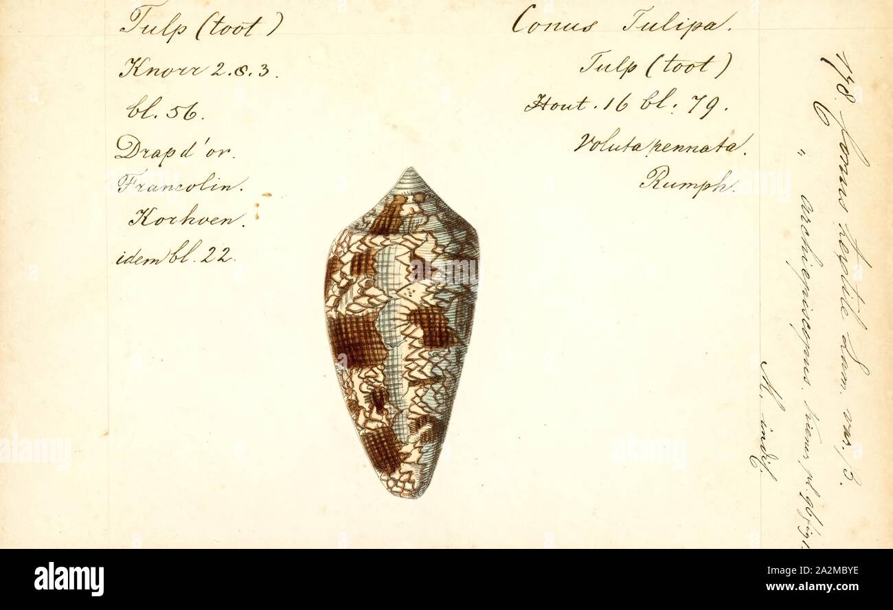 Conus textile, Print, Conus textile, common name the textile cone or