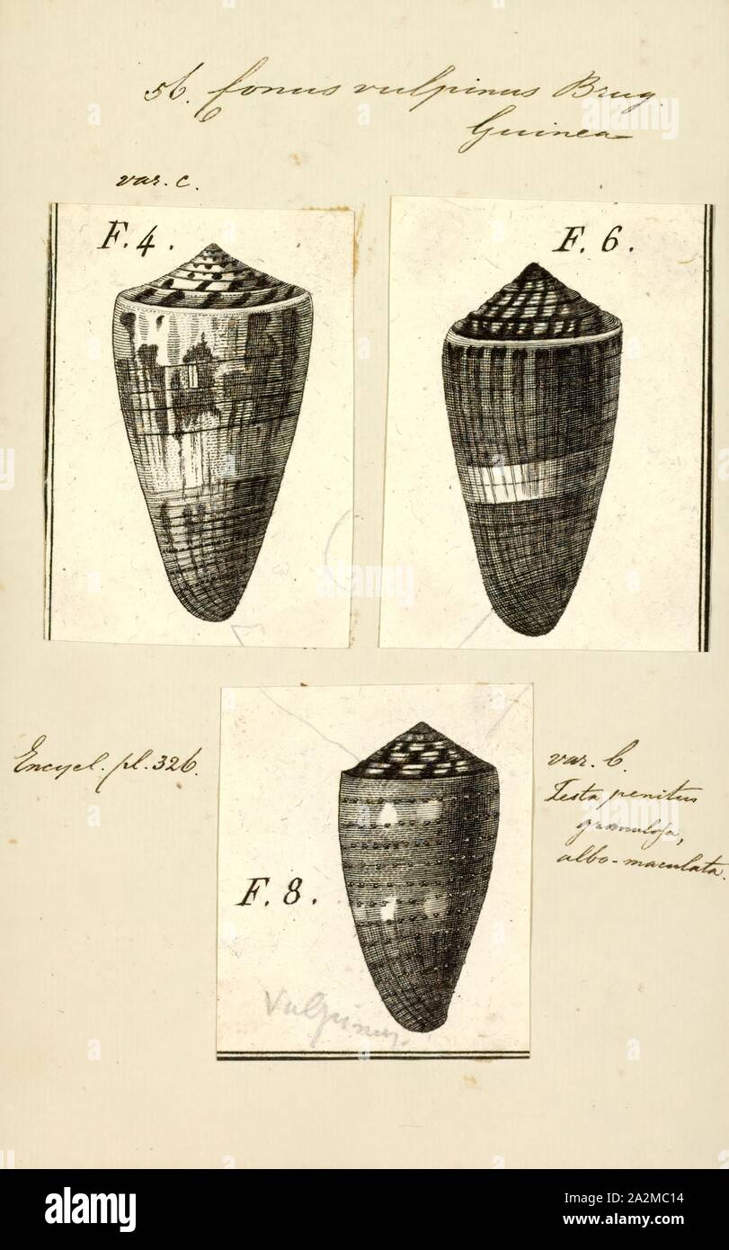 Conus vulpinus, Print, Fossil Conus pelagicus from the Pliocene of Cyprus. Conus is a genus of predatory sea snails, or cone snails, marine gastropod mollusks in the family Conidae. Prior to 2009, cone snail species had all traditionally been grouped into the single genus Conus. However, Conus is now more precisely defined, and there are several other accepted genera of cone snails. For a list of the currently accepted genera, see Conidae Stock Photo