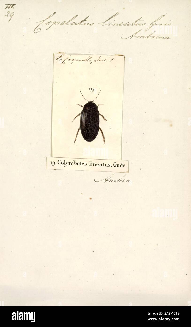 Copelatus, Print, Copelatus is a large genus of small diving beetles