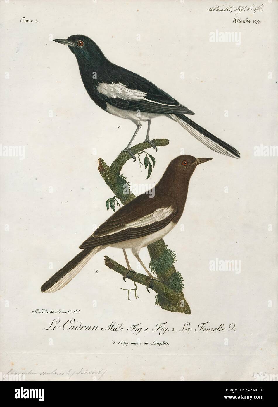 Copsychus saularis, Print, The oriental magpie-robin (Copsychus saularis) is a small passerine bird that was formerly classed as a member of the thrush family Turdidae, but now considered an Old World flycatcher. They are distinctive black and white birds with a long tail that is held upright as they forage on the ground or perch conspicuously. Occurring across most of the Indian subcontinent and parts of Southeast Asia, they are common birds in urban gardens as well as forests. They are particularly well known for their songs and were once popular as cagebirds. The oriental magpie-robin is Stock Photo