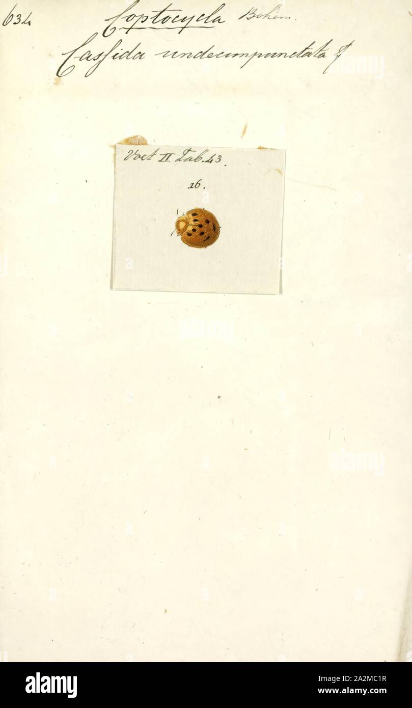 Coptocycla, Print, Coptocycla is a tortoise beetle genus in the subfamily Cassidinae Stock Photo
