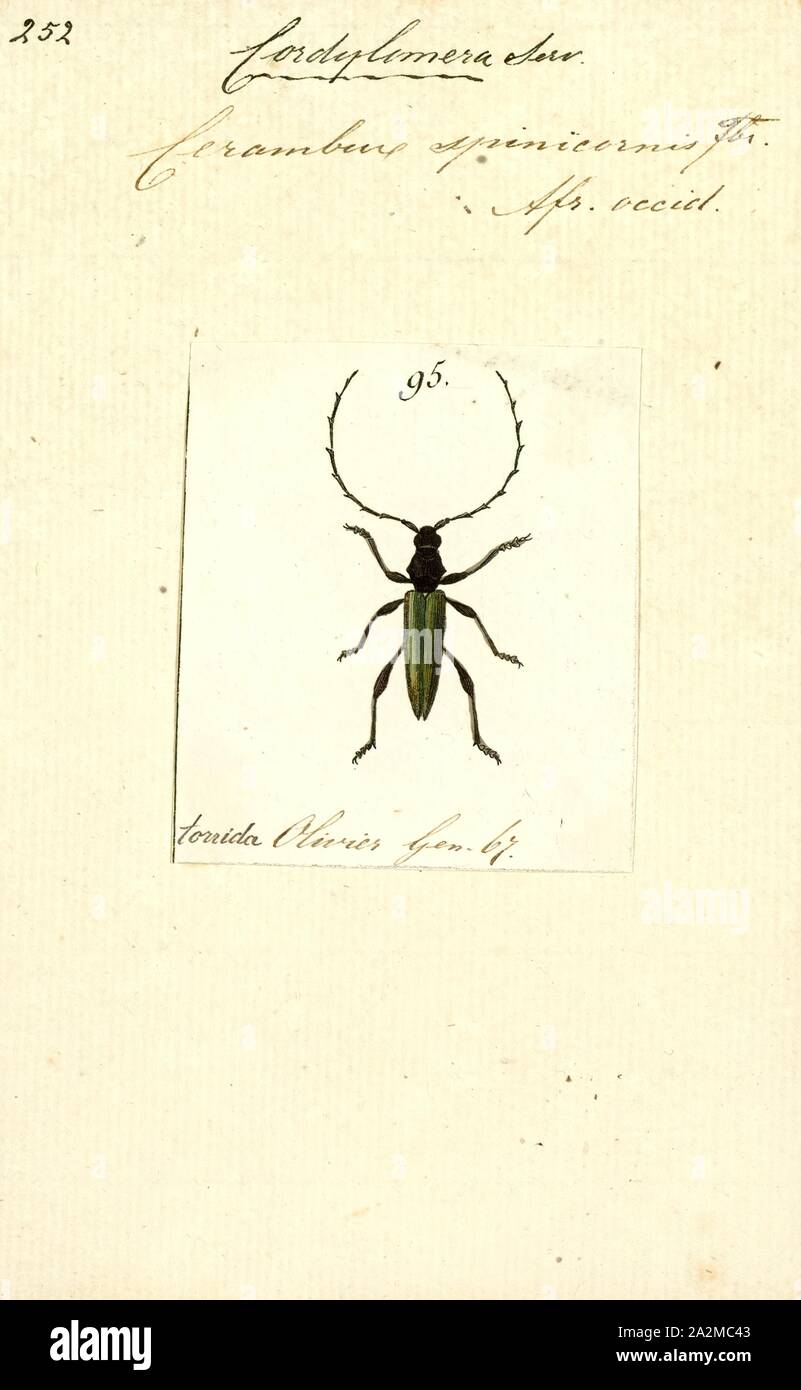 Cordylomera, Print, Cordylomera is a genus of longhorn beetles in the tribe Elaphidiini Stock Photo