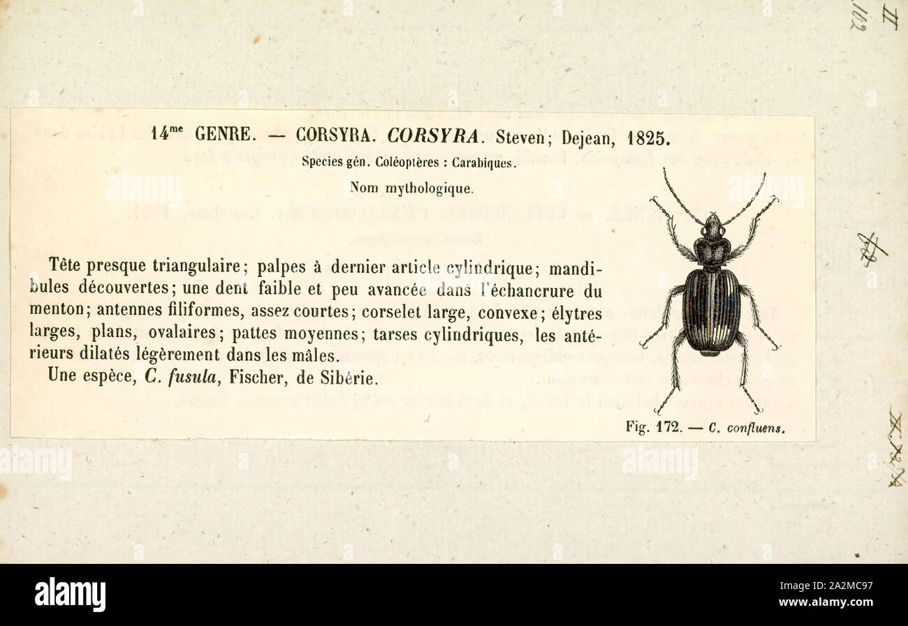 Corsyra, Print, Corsyra fusula is a species of beetle in the family Carabidae, the only species in the genus Corsyra Stock Photo