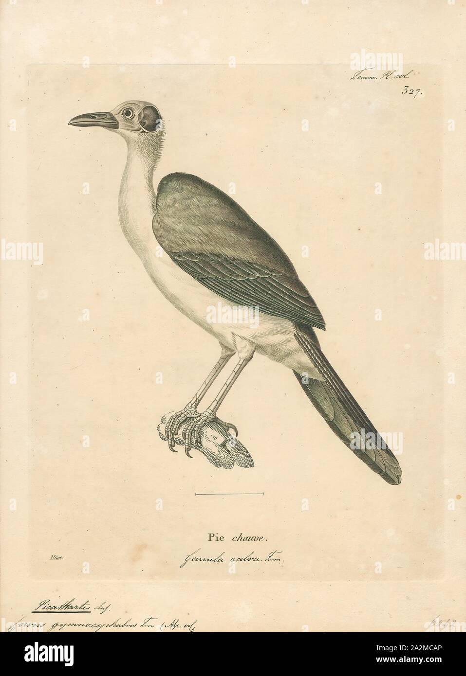 Corvus gymnocephalus, Print, The white-necked rockfowl (Picathartes gymnocephalus) is a medium-sized bird in the family Picathartidae, with a long neck and tail. Also known as the white-necked picathartes, this passerine is mainly found in rocky forested areas at higher altitudes in West Africa from Guinea to Ghana. Its distribution is patchy, with populations often being isolated from each other. The rockfowl typically chooses to live near streams and inselbergs. It has no recognized subspecies, though some believe that it forms a superspecies with the grey-necked rockfowl. The white-necked Stock Photo