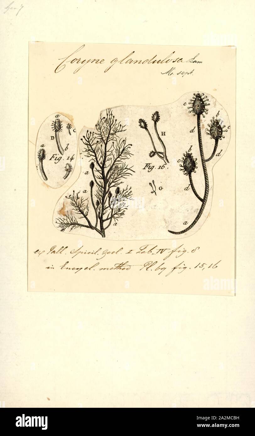 Coryne glandulosa, Print, Coryne is a genus of hydrozoans belonging to the family Corynidae Stock Photo