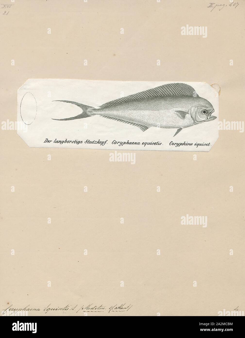 Coryphaena equisetis, Print, Coryphaena is a genus of marine ray-finned fishes known as the dolphinfishes. This genus is currently the only known genus in its family. The species in this genus have compressed heads and single dorsal fins that run the entire length of the fishes' bodies. Dolphinfishes are some of the fastest-growing species in the ocean, so serve as a primary food source for many pelagic predators. The dolphinfish can reach up to about 88 pounds (40 kg)., 1700-1880 Stock Photo