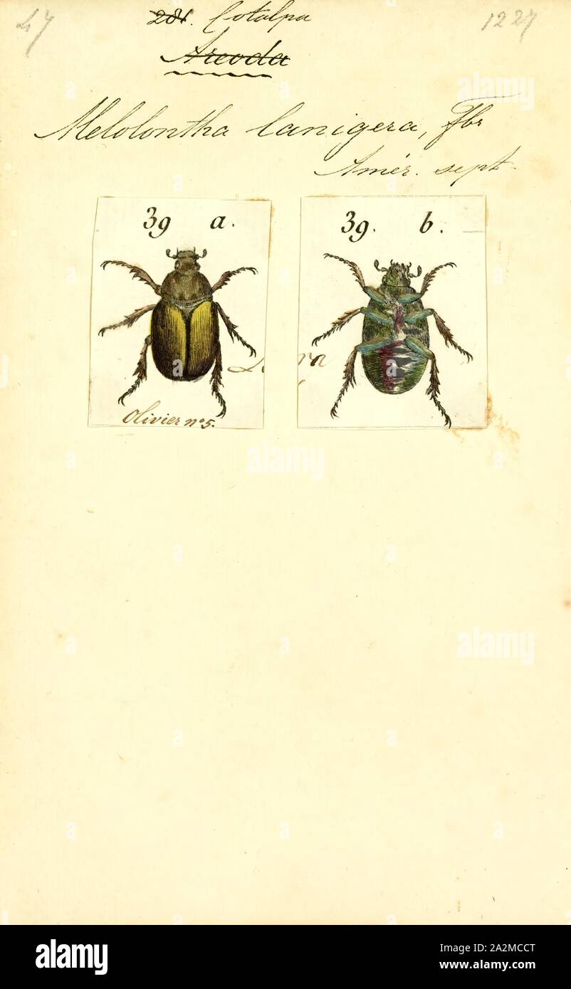 Cotalpa, Print, Cotalpa is a genus of beetle in the family Scarabaeidae. All six species within the genus are found in the Nearctic realm Stock Photo