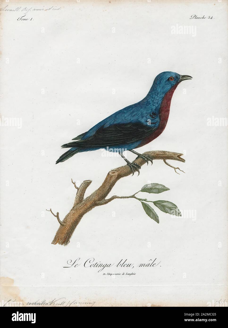 Cotinga caerulea, Print, The cotingas are a large family, Cotingidae, of suboscine passerine birds found in Central America and tropical South America. Cotingas are birds of forests or forest edges, that are primary frugivorous. They all have broad bills with hooked tips, rounded wings, and strong legs. They range in size from 12–13 cm (4.7–5.1 in) of the fiery-throated fruiteater (Pipreola chlorolepidota) up to 48–51 cm (19–20 in) of the Amazonian umbrellabird (Cephalopterus ornatus)., 1801 Stock Photo