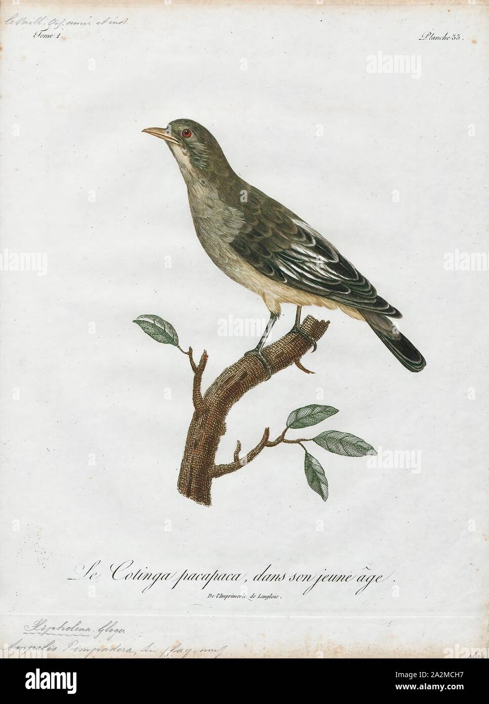 Cotinga pompadora, Print, The cotingas are a large family, Cotingidae, of suboscine passerine birds found in Central America and tropical South America. Cotingas are birds of forests or forest edges, that are primary frugivorous. They all have broad bills with hooked tips, rounded wings, and strong legs. They range in size from 12–13 cm (4.7–5.1 in) of the fiery-throated fruiteater (Pipreola chlorolepidota) up to 48–51 cm (19–20 in) of the Amazonian umbrellabird (Cephalopterus ornatus)., 1801 Stock Photo