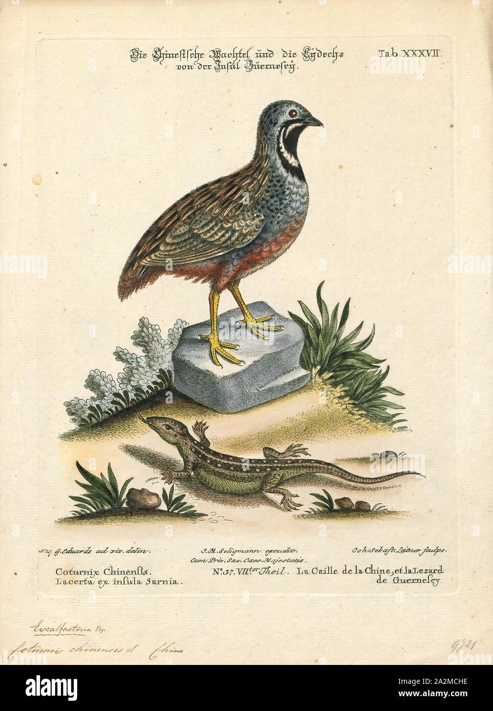 Coturnix chinensis, Print, The king quail (Excalfactoria chinensis), also known as the blue-breasted quail, Asian blue quail, Chinese painted quail, or Chung-Chi, is a species of Old World quail in the family Phasianidae. This species is the smallest 'true quail Stock Photo