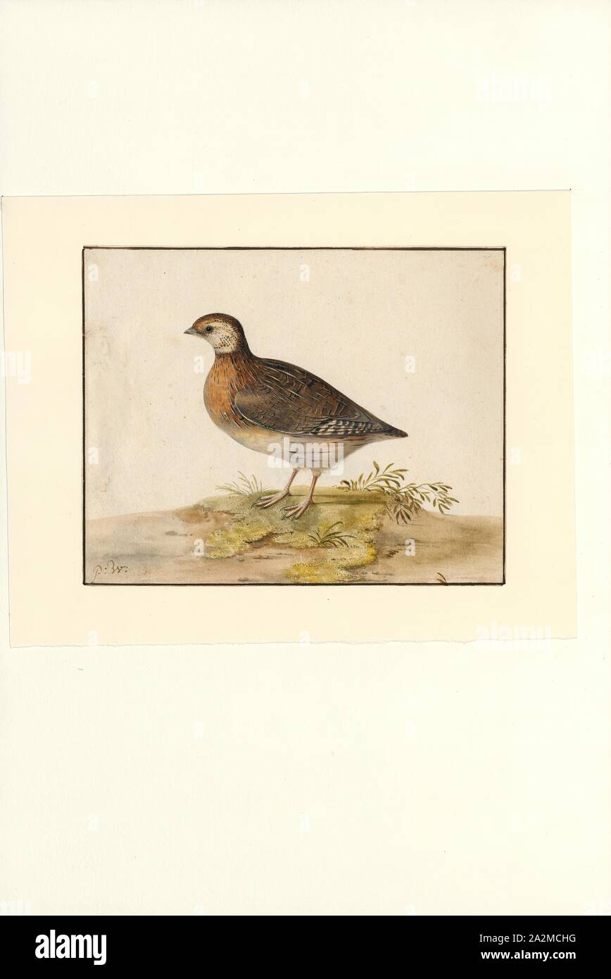 Coturnix communis, Print, Coturnix is a genus of six extant species and two known extinct species of Old World quail. The genus name is the Latin for the common quail., 1654-1693 Stock Photo