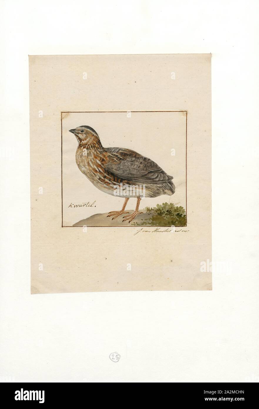 Coturnix communis, Print, Coturnix is a genus of six extant species and two known extinct species of Old World quail. The genus name is the Latin for the common quail., 1753-1834 Stock Photo