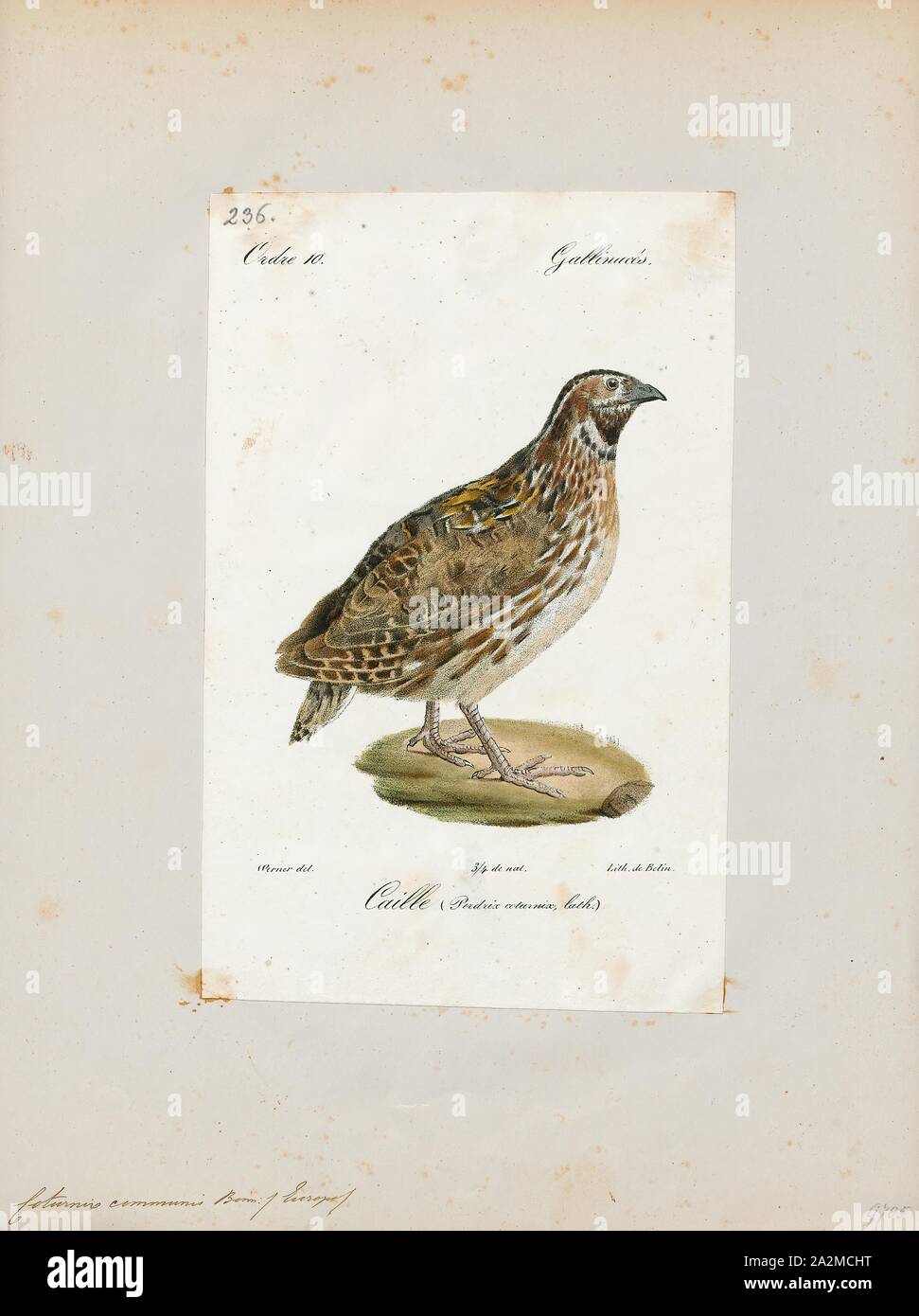 Coturnix communis, Print, Coturnix is a genus of six extant species and two known extinct species of Old World quail. The genus name is the Latin for the common quail., 1842-1848 Stock Photo