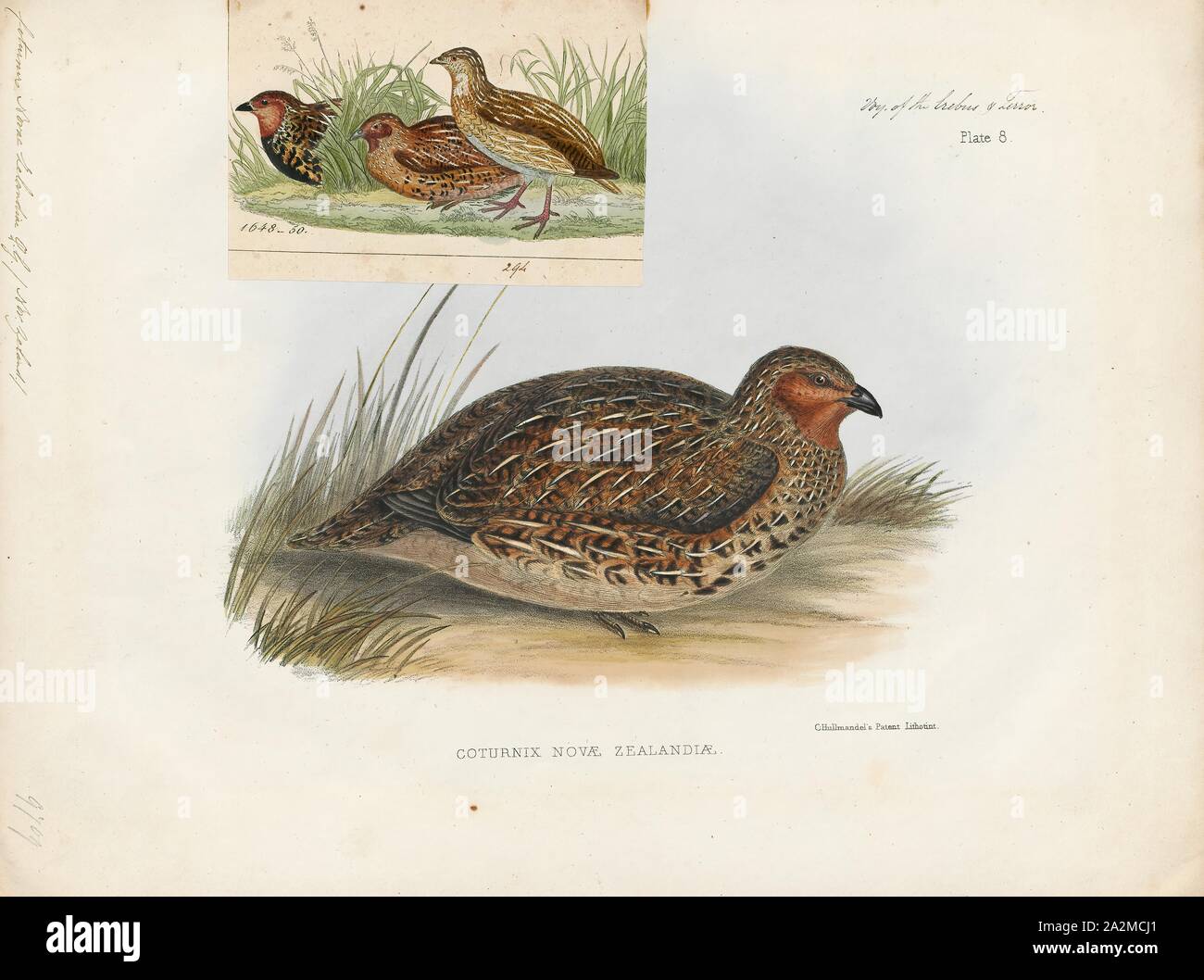 Coturnix novae zelandiae, Print, Coturnix is a genus of six extant species and two known extinct species of Old World quail. The genus name is the Latin for the common quail., 1845-1848 Stock Photo