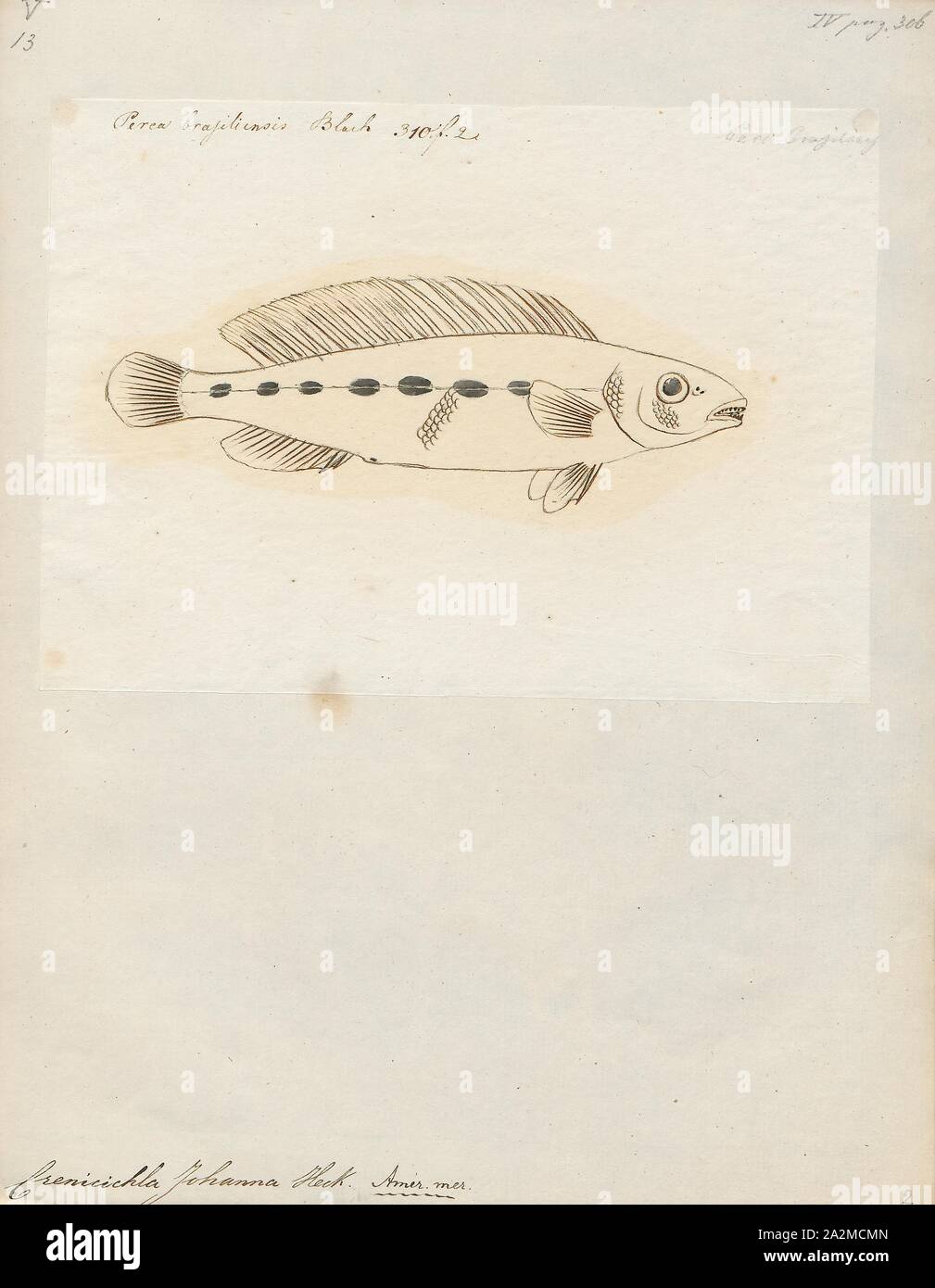 Crenicichla johanna, Print, Crenicichla johanna is a species of cichlid native to South America. This species reaches a length of 28 cm (11 in)., 1774-1804 Stock Photo