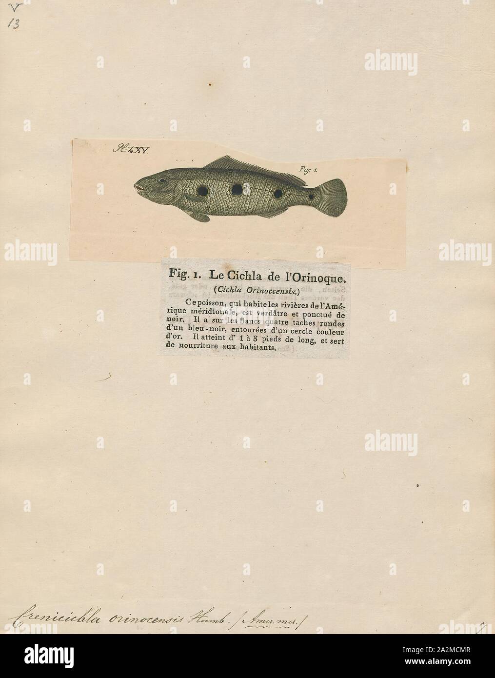 Crenicichla orinocensis, Print, 1700-1880 Stock Photo