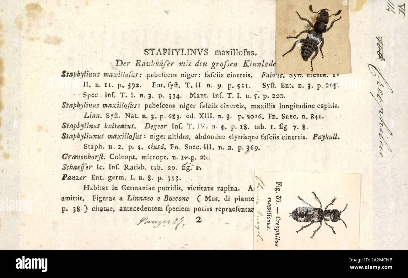 Creophilus, Print, Creophilus is a genus of beetles of the Staphylinidae family, Staphylininae subfamily Stock Photo